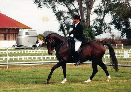 Viggo's Horse - 500x353, 34kB