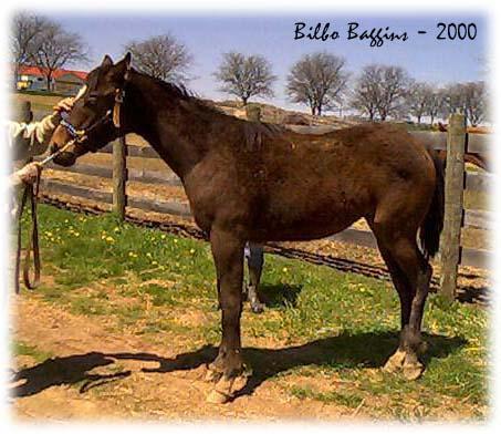 A Horse Named Bilbo Baggins - 453x392, 41kB