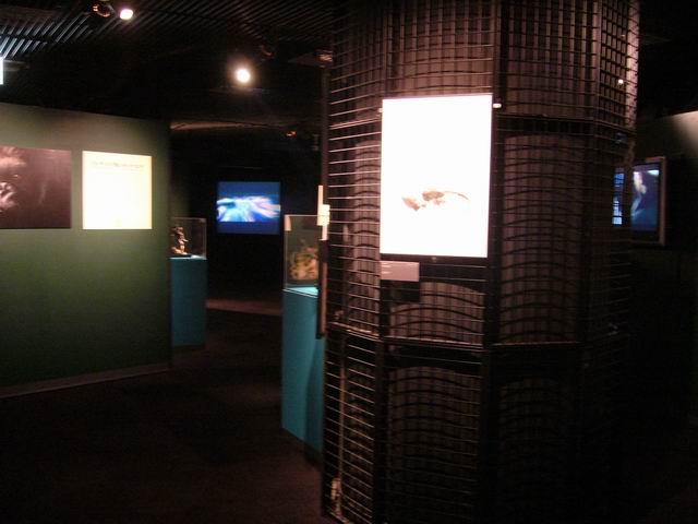 The Japanese King Kong Exhibition - 640x480, 46kB