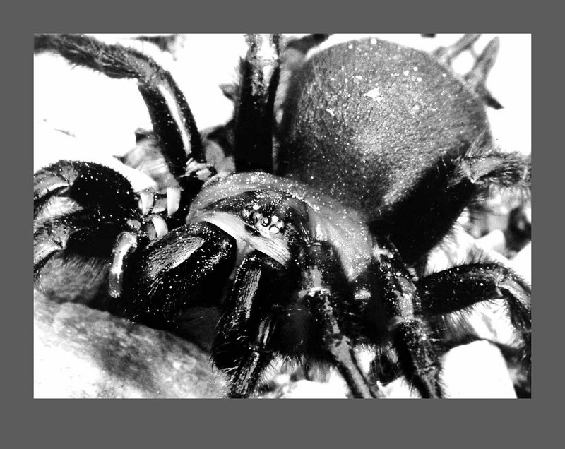 Black Tunnelweb Spider - 800x636, 99kB