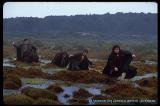 Four Hobbits Cross The Midgewater Marches - (750x500, 58kB)