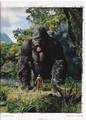 Empire Magazine Talks Kong - (578x800, 149kB)