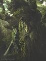 Treebeard - (609x800, 102kB)
