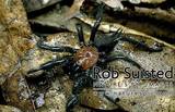 Black Tunnelweb Spider - (500x322, 55kB)