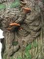 Side Close-up of Treebeard - (600x800, 168kB)